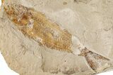 Cretaceous Fossil Fish (Sedenhorstia) and Two Shrimp- Lebanon #200763-2
